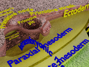 Human trilaminar embryo 3 Weeks 3D Model