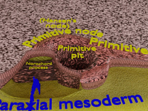 Human trilaminar embryo 3 Weeks 3D Model