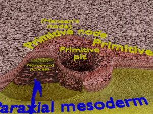 Human trilaminar embryo 3 Weeks 3D Model