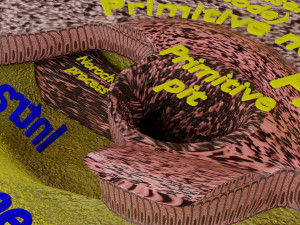Human trilaminar embryo 3 Weeks 3D Model