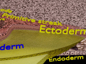 Human trilaminar embryo 3 Weeks 3D Model