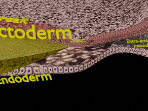 Human trilaminar embryo 3 Weeks 3D Model