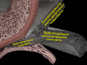 Human trilaminar embryo 3 Weeks 3D Model