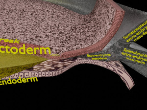 Human trilaminar embryo 3 Weeks 3D Model