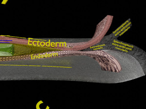 Human trilaminar embryo 3 Weeks 3D Model