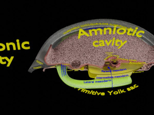 Human trilaminar embryo 3 Weeks 3D Model