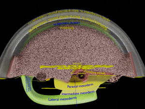 Human trilaminar embryo 3 Weeks 3D Model