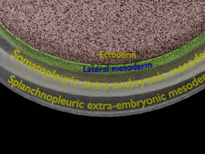 Human trilaminar embryo 3 Weeks 3D Model