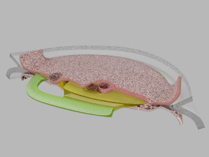 Human trilaminar embryo 3 Weeks 3D Model
