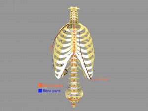 Ribs And Vertebrae labelled text detail 3D Model