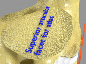 Ribs And Vertebrae labelled text detail 3D Model