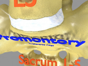 Ribs And Vertebrae labelled text detail 3D Model