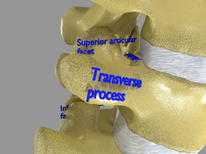 Ribs And Vertebrae labelled text detail 3D Model