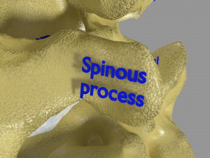 Ribs And Vertebrae labelled text detail 3D Model