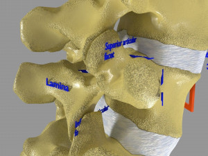 Ribs And Vertebrae labelled text detail 3D Model
