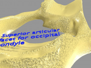 Ribs And Vertebrae labelled text detail 3D Model