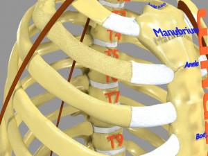 Ribs And Vertebrae labelled text detail 3D Model
