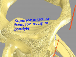 Ribs And Vertebrae labelled text detail 3D Model