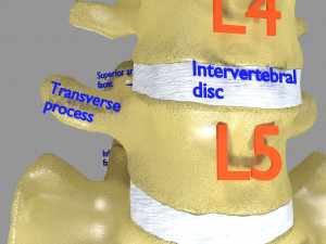 Ribs And Vertebrae labelled text detail 3D Model