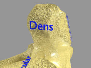 Ribs And Vertebrae labelled text detail 3D Model