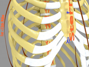 Ribs And Vertebrae labelled text detail 3D Model