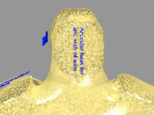 Ribs And Vertebrae labelled text detail 3D Model