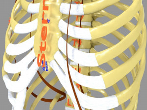 Ribs And Vertebrae labelled text detail 3D Model