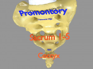 Ribs And Vertebrae labelled text detail 3D Model