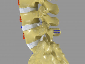 Ribs And Vertebrae labelled text detail 3D Model