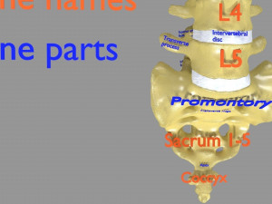 Ribs And Vertebrae labelled text detail 3D Model