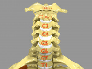 Ribs And Vertebrae labelled text detail 3D Model