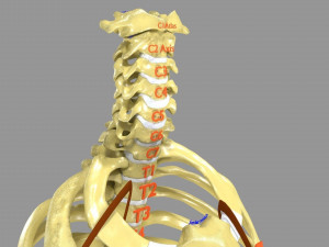 Ribs And Vertebrae labelled text detail 3D Model