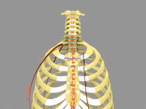 Ribs And Vertebrae labelled text detail 3D Model