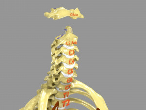 Ribs And Vertebrae labelled text detail 3D Model