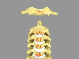 Ribs And Vertebrae labelled text detail 3D Model