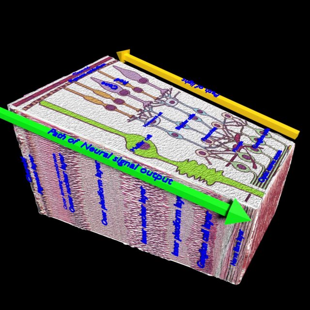 Retinal layers detail microscopic and schematic 3D मॉडल .c4d .max .obj .3ds .fbx .stl .blend 