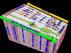 Retinal layers detail microscopic and schematic 3D Model