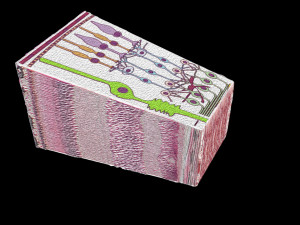 Retinal layers detail microscopic and schematic 3D मॉडल