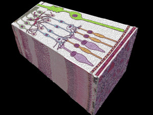 Retinal layers detail microscopic and schematic 3D मॉडल