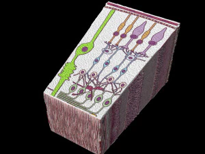 Retinal layers detail microscopic and schematic 3D Model