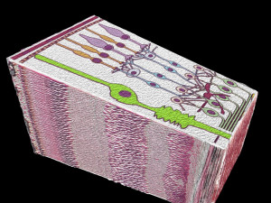Retinal layers detail microscopic and schematic 3D मॉडल