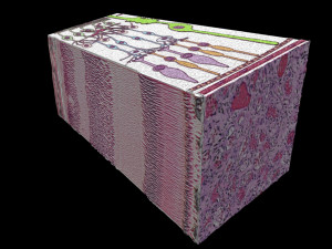 Retinal layers detail microscopic and schematic 3D मॉडल