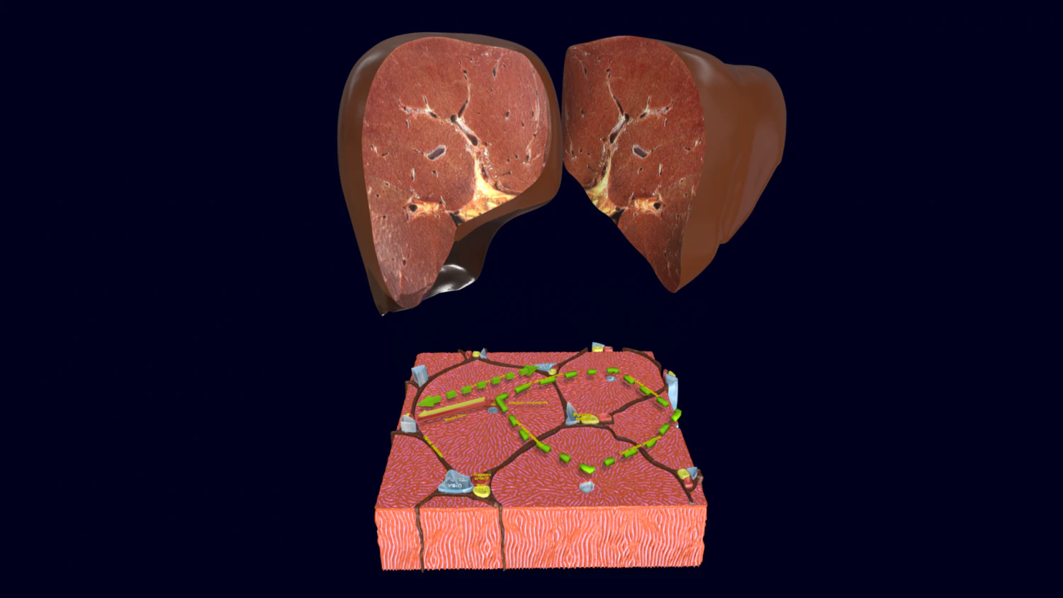 Liver histology anatomy labelled 3D Model .c4d .max .obj .3ds .fbx .stl .blend 