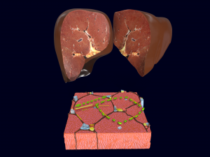 Liver histology anatomy labelled 3Dモデル