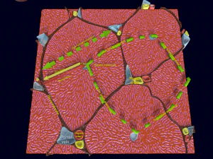 Liver histology anatomy labelled 3D Model