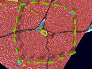 Liver histology anatomy labelled 3D Model