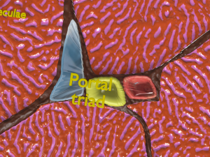 Liver histology anatomy labelled Modelo 3D