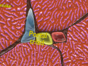 Liver histology anatomy labelled 3D Model