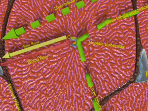 Liver histology anatomy labelled Modelo 3D