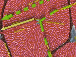Liver histology anatomy labelled 3D Model